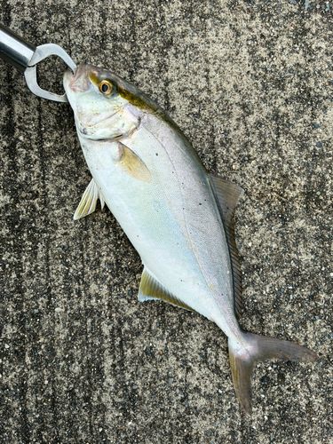 ショゴの釣果