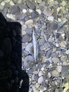 カマスの釣果