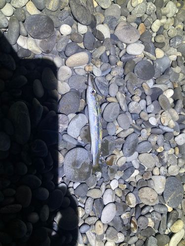 カマスの釣果