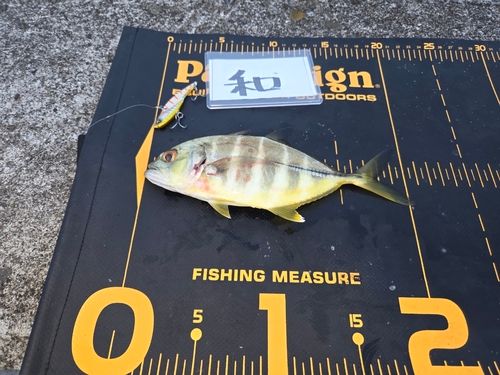 メッキの釣果