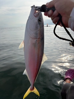 ワラサの釣果