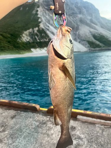イサキの釣果