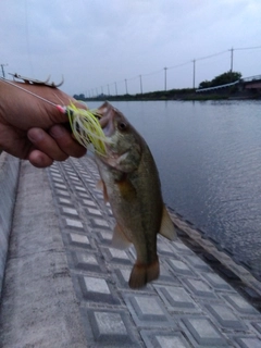 ラージマウスバスの釣果