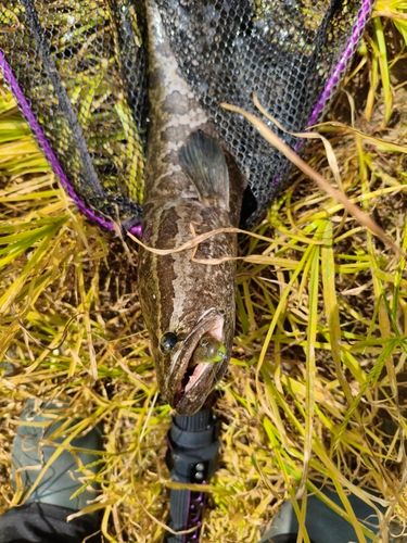 ライギョの釣果