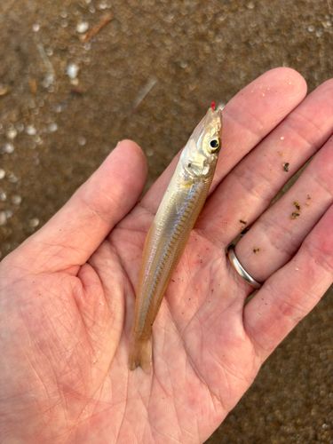 シロギスの釣果