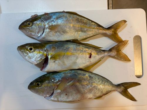 ネリゴの釣果