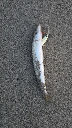 カマスの釣果
