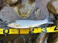 ブラウントラウトの釣果