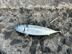 ソウダガツオの釣果