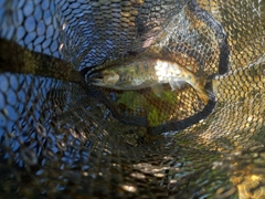 ヤマメの釣果