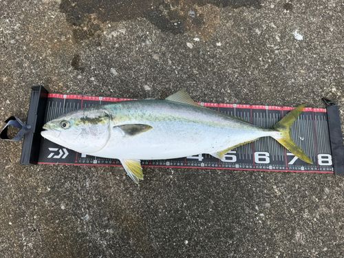 ワラサの釣果