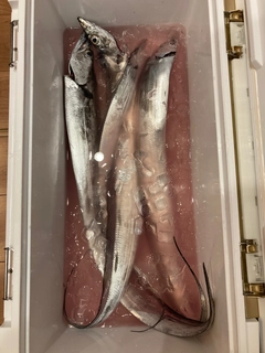 タチウオの釣果
