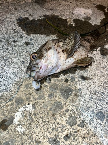ハチガラの釣果