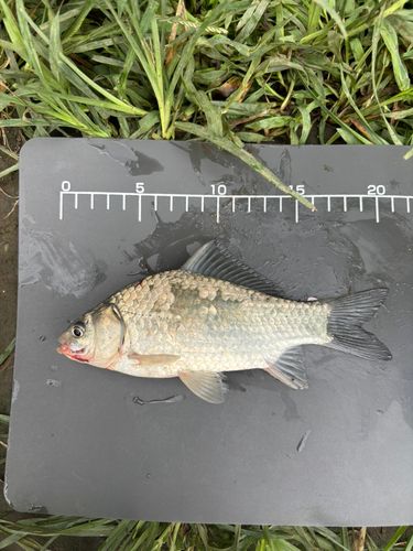 ヘラブナの釣果