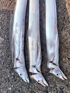 タチウオの釣果