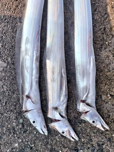 タチウオの釣果