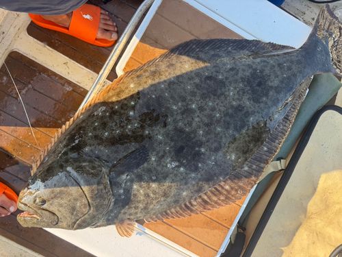 ヒラメの釣果
