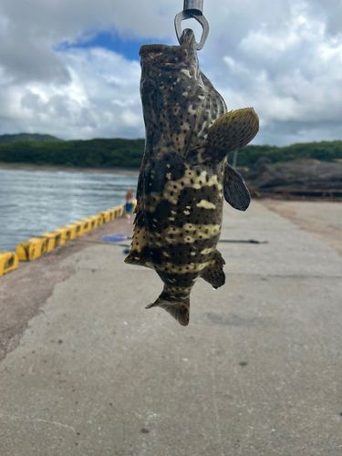 チャイロマルハタの釣果