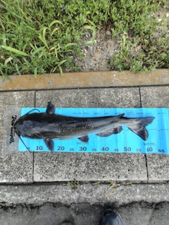 アメリカナマズの釣果