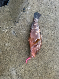 アコウの釣果