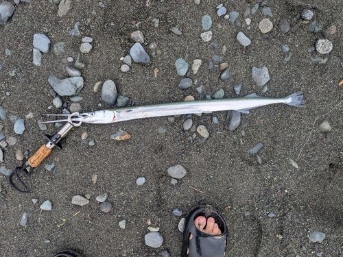 ダツの釣果
