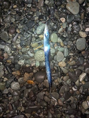 タチウオの釣果