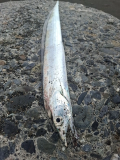 タチウオの釣果