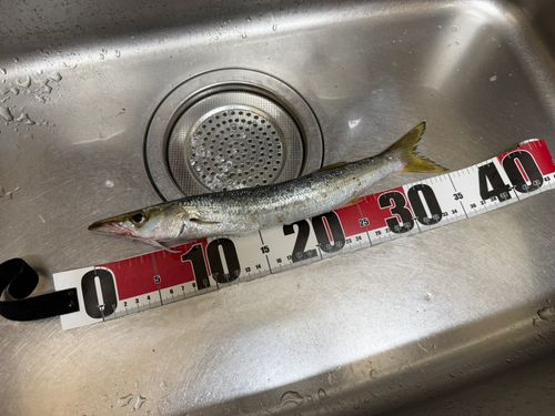 カマスの釣果