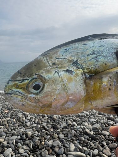 シイラの釣果