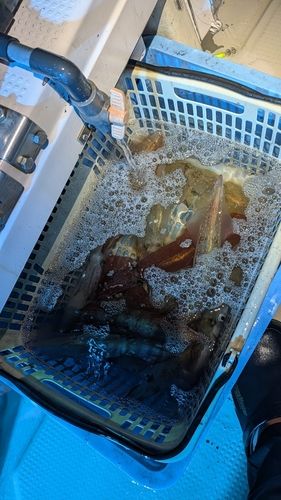ケンサキイカの釣果