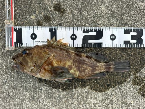 カサゴの釣果