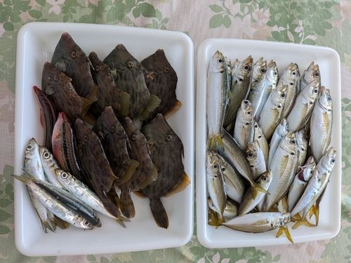 釣果