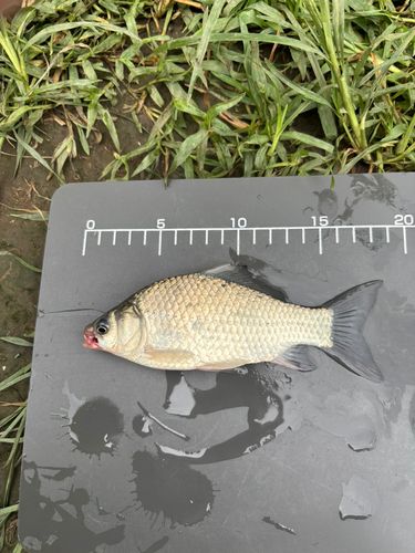 ヘラブナの釣果
