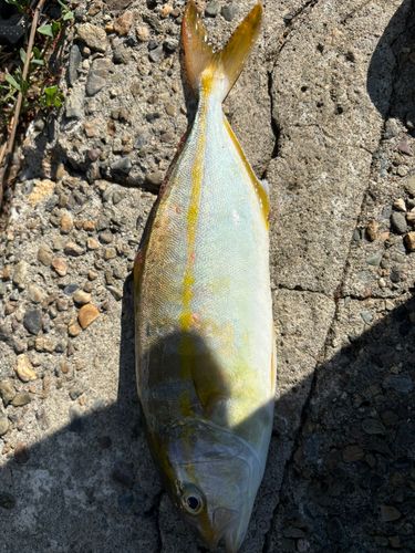 シオの釣果