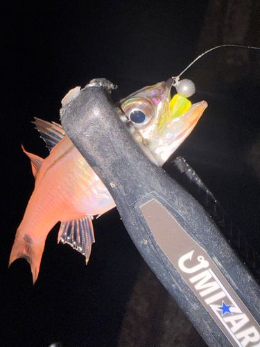 ネンブツダイの釣果