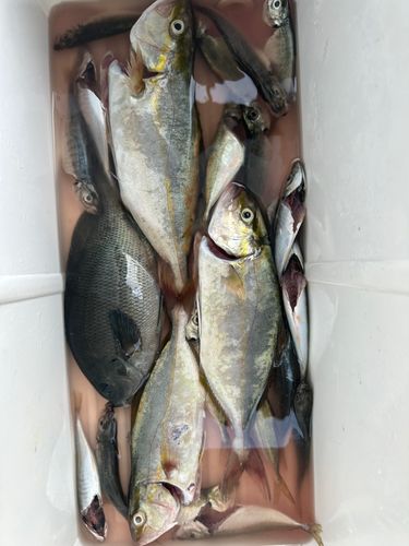 シオの釣果