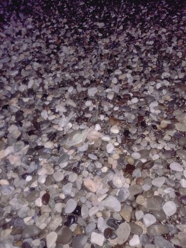 タコの釣果