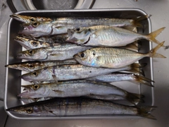 カマスの釣果