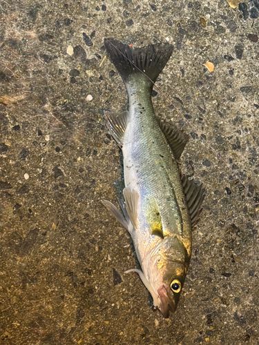 セイゴ（タイリクスズキ）の釣果