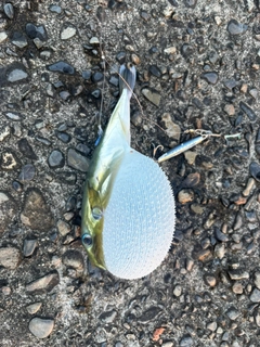 フグの釣果