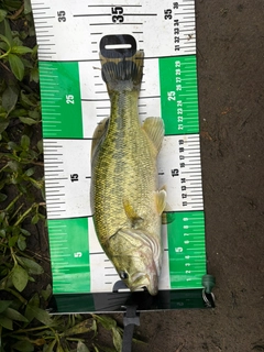 ラージマウスバスの釣果