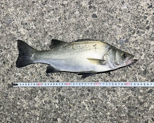 フッコ（ヒラスズキ）の釣果