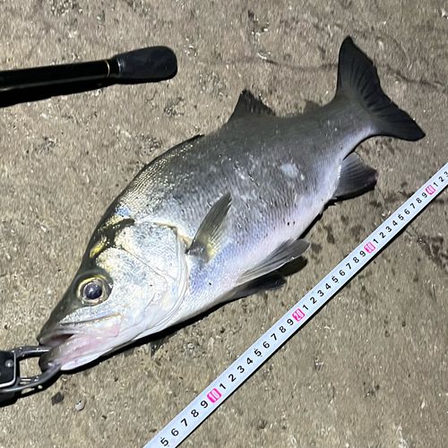 フッコ（ヒラスズキ）の釣果