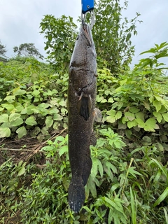 ライギョの釣果