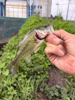 ライギョの釣果