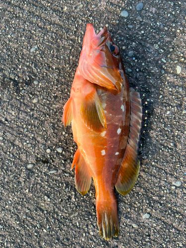 アカハタの釣果