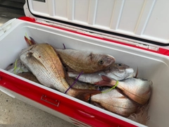 タイの釣果