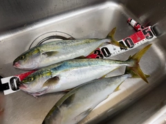 ハマチの釣果