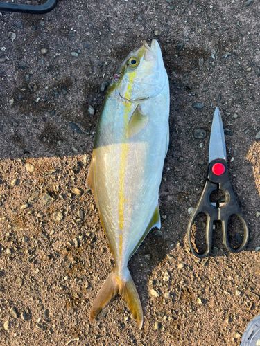 シオの釣果
