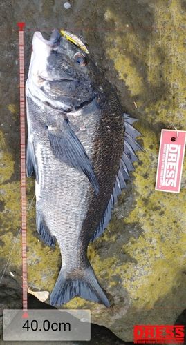 チヌの釣果